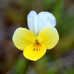 Viola hymettia