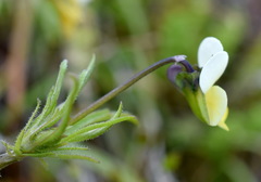 Viola hymettia