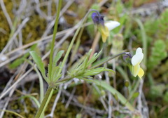 Viola hymettia