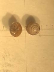 Euconulus