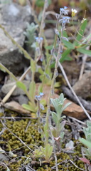Myosotis refracta