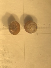 Euconulus