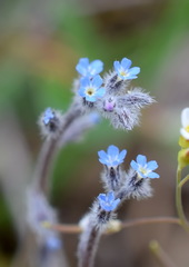 Myosotis refracta
