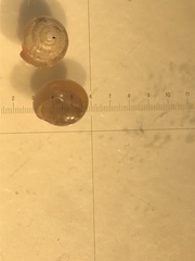 Euconulus