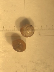 Euconulus