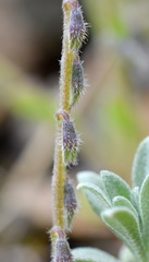 Myosotis refracta