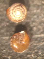Euconulus
