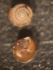 Euconulus