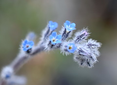Myosotis refracta