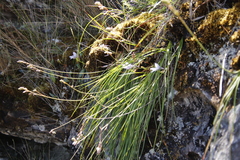 Trachyandra tabularis