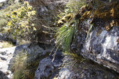 Trachyandra tabularis