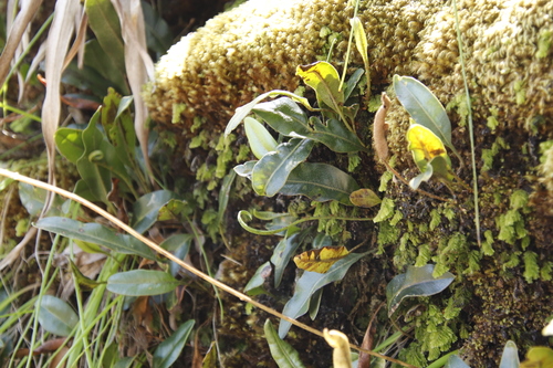 Elaphoglossum conforme, photograph 6