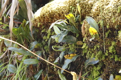 Elaphoglossum conforme