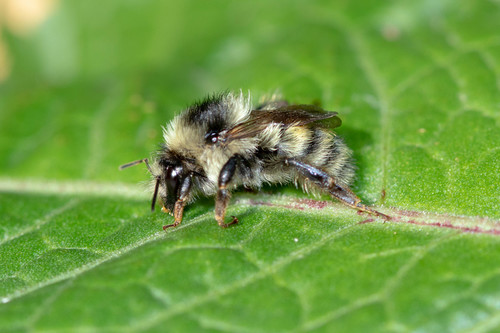 Sand-coloured Carder Bumble Bee