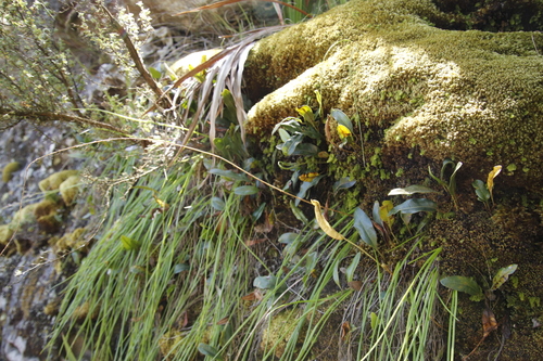 Trachyandra tabularis