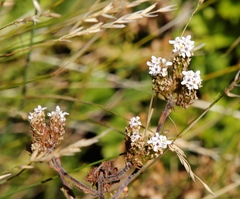 Pseudoselago peninsulae