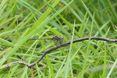 Orthetrum guineense
