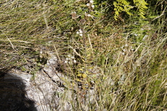 Pseudoselago peninsulae