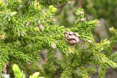 Athrotaxis selaginoides