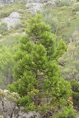 Athrotaxis selaginoides