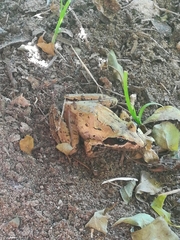 Strongylopus merumontanus