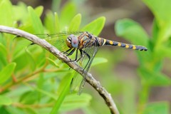 Zygonoides fuelleborni