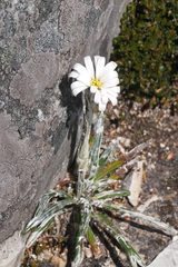 Celmisia asteliifolia