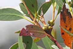 Eucalyptus subcrenulata