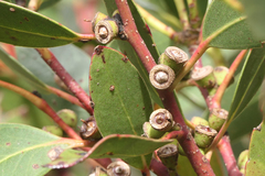 Eucalyptus subcrenulata