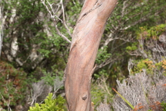 Eucalyptus subcrenulata