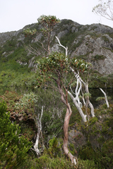 Eucalyptus subcrenulata