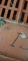 Steatoda grossa