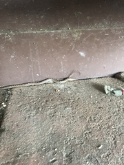 Hypsiglena ochrorhynchus