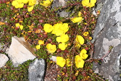 Hibbertia procumbens