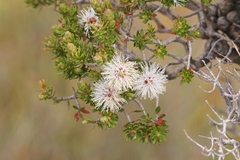 Melaleuca squamea