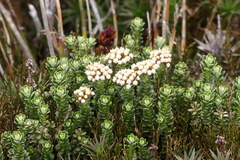 Ozothamnus rodwayi