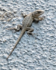 Sceloporus occidentalis