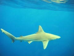 Carcharhinus plumbeus
