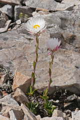 Xerochrysum milliganii