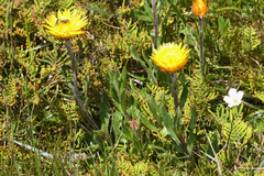 Xerochrysum subundulatum