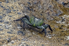 Pachygrapsus socius