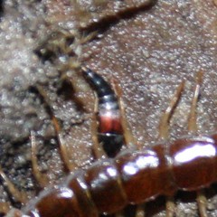 Sepedophilus marshami