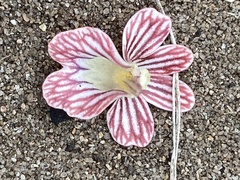 Nemesia versicolor