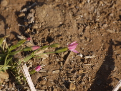 Centaurium pulchellum meyeri