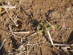 Centaurium pulchellum meyeri