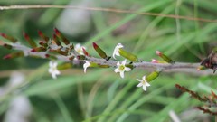 Adromischus sphenophyllus