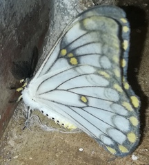 Pseudaphelia apollinaris