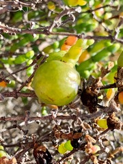 Asphondylia tecticorniae