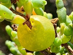 Asphondylia tecticorniae