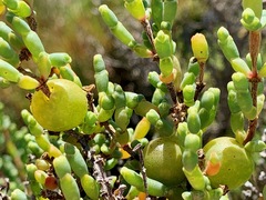 Asphondylia tecticorniae